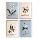 Pink & Blue Botanical Set of 4 by Cady Karras