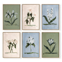 Botanical Set of 6 by Cady Karras