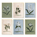 Botanical Set of 6 by Cady Karras