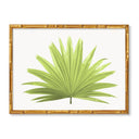 Fan Palm