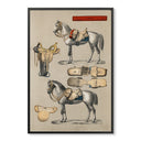 Horse & Tack