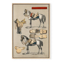 Horse & Tack