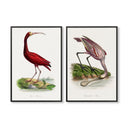 Ibis & Spoonbill Pair