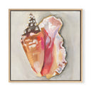 Queen Conch by Jenny Westenhofer