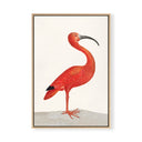 Regal Ibis