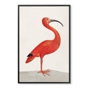 Regal Ibis