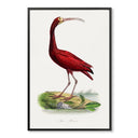 Scarlet Ibis