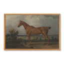 Show Horse No.1