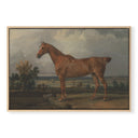 Show Horse No.1