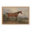 Show Horse No.2