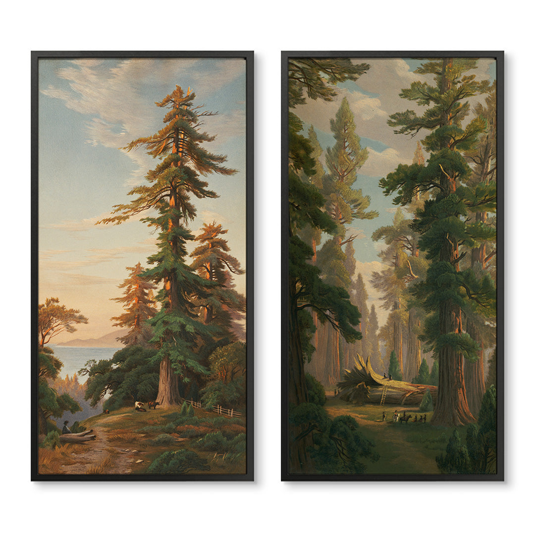 Redwood Trees Panel Pair