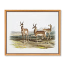 Vintage Antelope