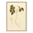 Vintage Botanical No.1