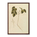 Vintage Botanical No.1