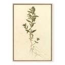 Vintage Botanical No.2