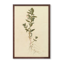 Vintage Botanical No.2