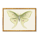 Solstice Butterfly No.2