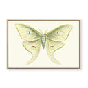 Solstice Butterfly No.2