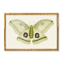 Solstice Butterfly No.1