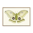 Solstice Butterfly No.1