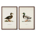 Vintage Ducks Pair No.2