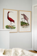 Ibis & Spoonbill Pair