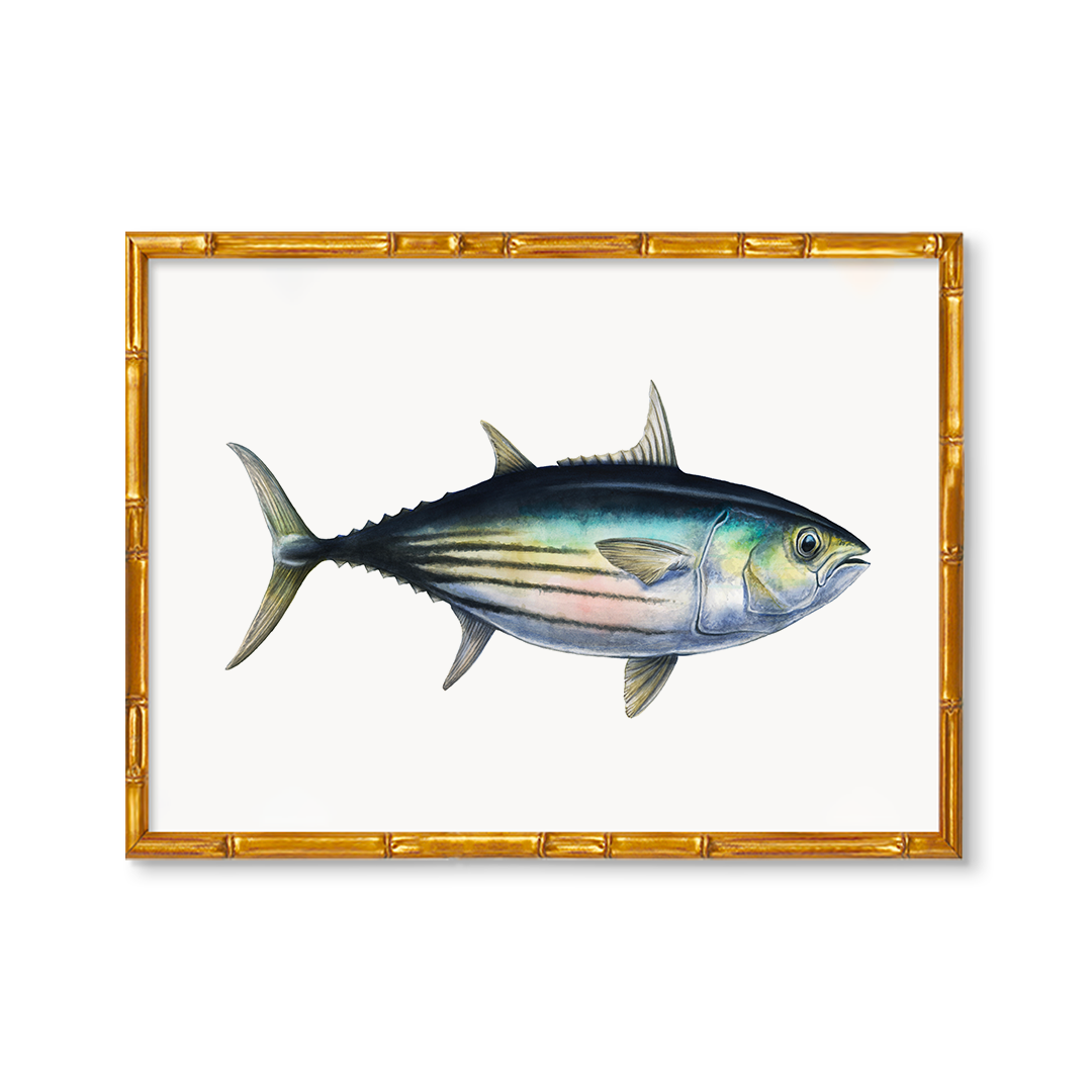 Skipjack Tuna Charleston Blonde Fish Collection Urban Garden Prints skipjack-tuna-charleston-blonde-fish-collection-urban-garden-prints
