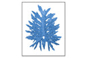 Philodendron Leaf