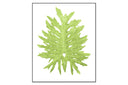 Philodendron Leaf