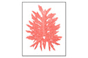 Philodendron Leaf