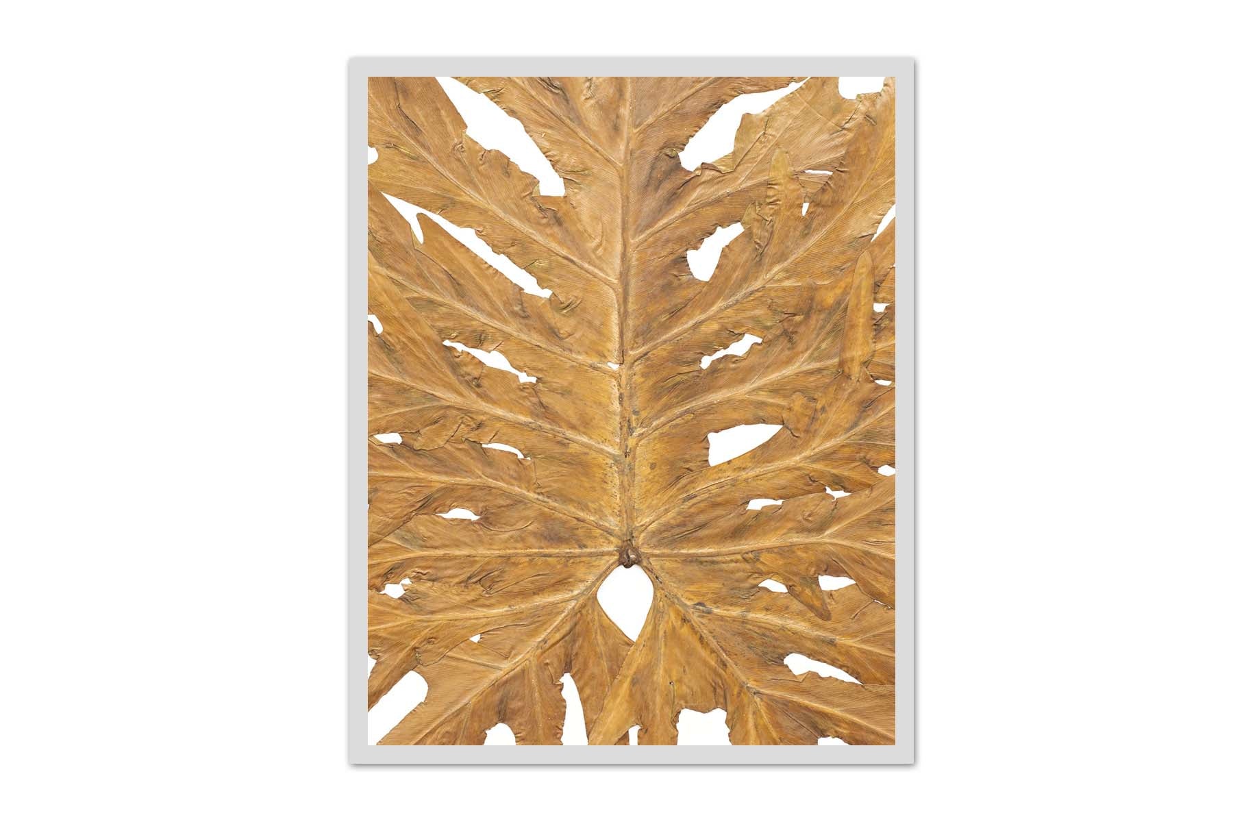 philodendron leaf print Philodendron Leaf Print | Hand Pressed Leaves