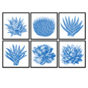 Succulent Illustration Set of 6