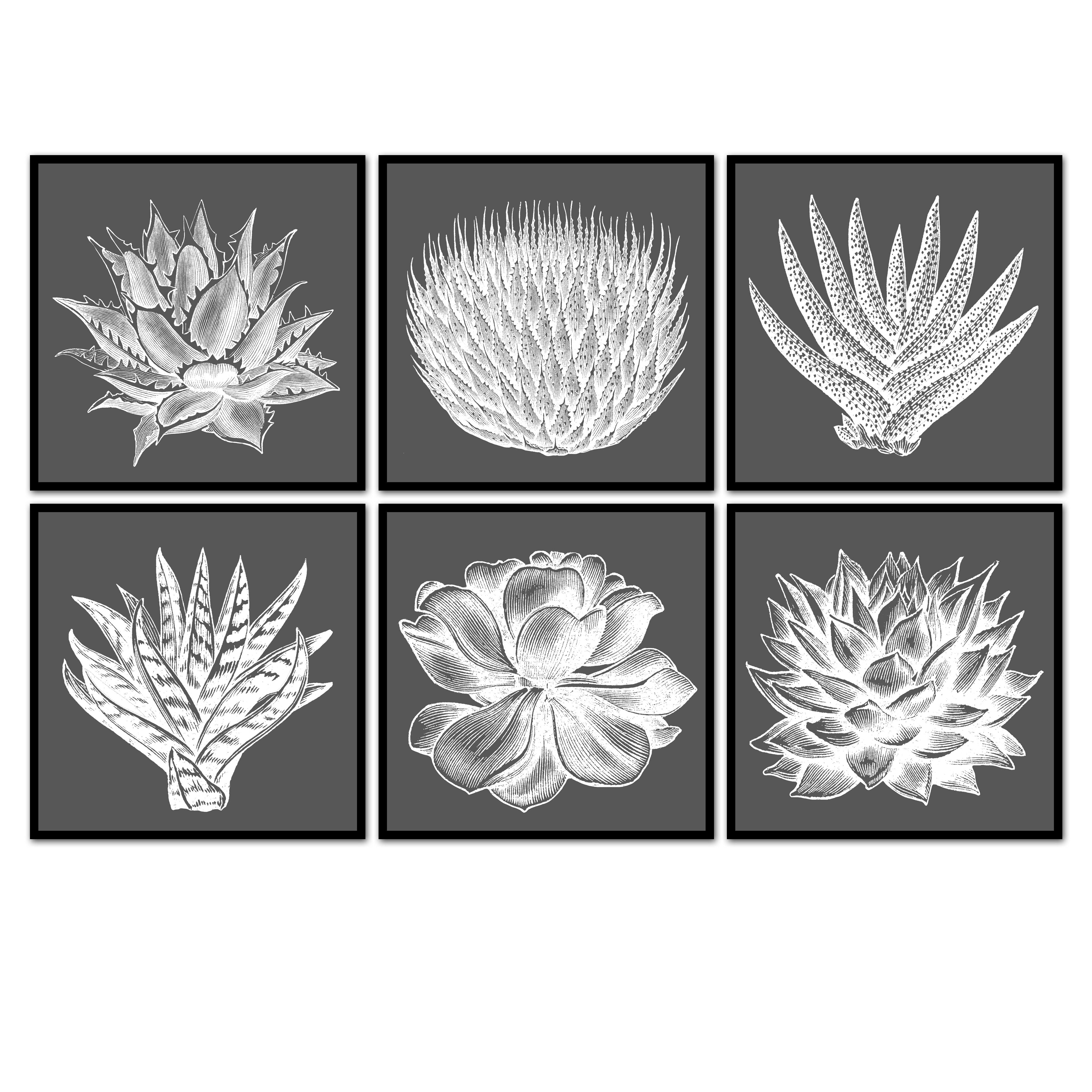 vintage succulent Succulent Illustration Set of Art | Vintage Plant Wall Art