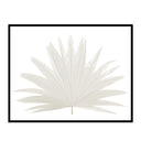 Fan Palm