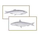 Vintage Fish Line Art Pair