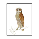 Vintage Owl