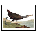 Vintage Waterfowl