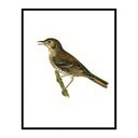 Vintage Thrush