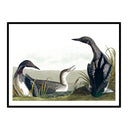 Three Water Birds