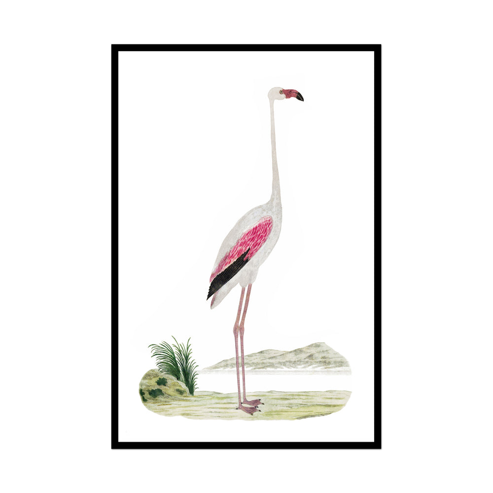 Flamingo Beauty No. 2