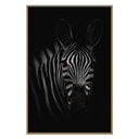 Zebra on Black