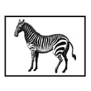 Vintage Zebra Drawing