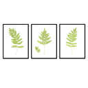 Fern Trio
