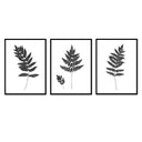 Fern Trio