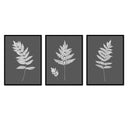 Fern Trio