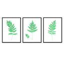 Fern Trio