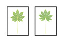 Fatsia Stalk Pair