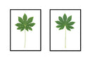 Fatsia Stalk Pair
