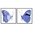 Butterfly Flight Pair