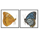 Butterfly Flight Pair